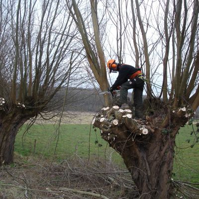 Bomen Knotten - Opleiding voor gevorderden