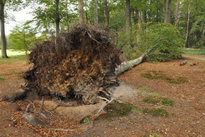 ECS 4 - windval en beschadigde bomen