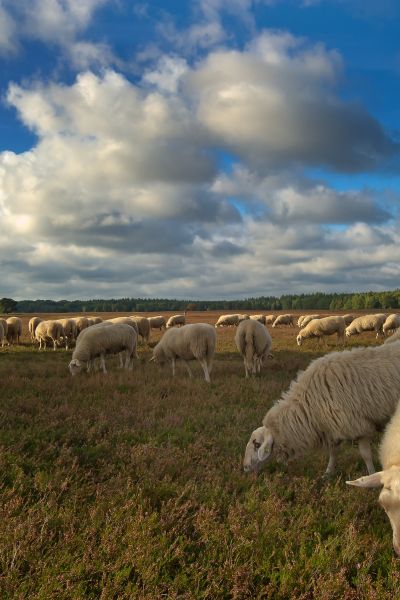Eykmans Jef - Heidebeheer met begrazing door schapen
