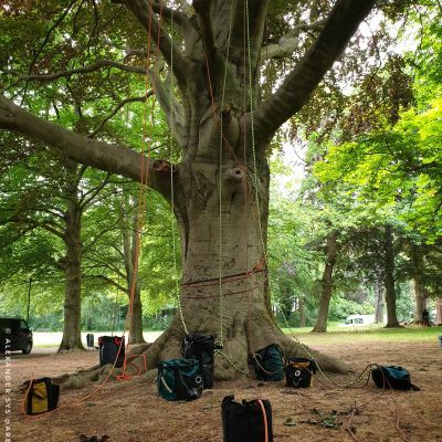 Opleidingstraject tot professioneel boomverzorger