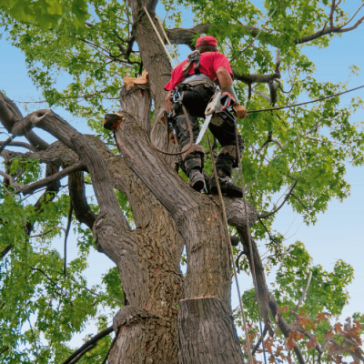 Postgraduaat Tree Manager