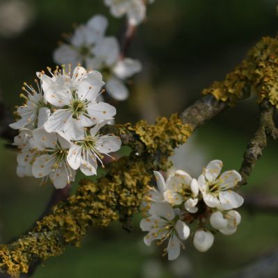 Prunus_spinosa_Sleedoorn_Douvevallei