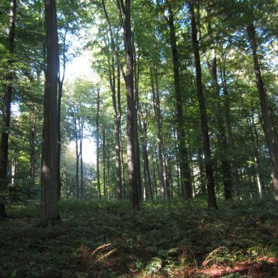 Bescherm het microklimaat in het bos