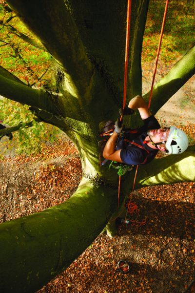 Man klimt in boom met veilige uitrusting